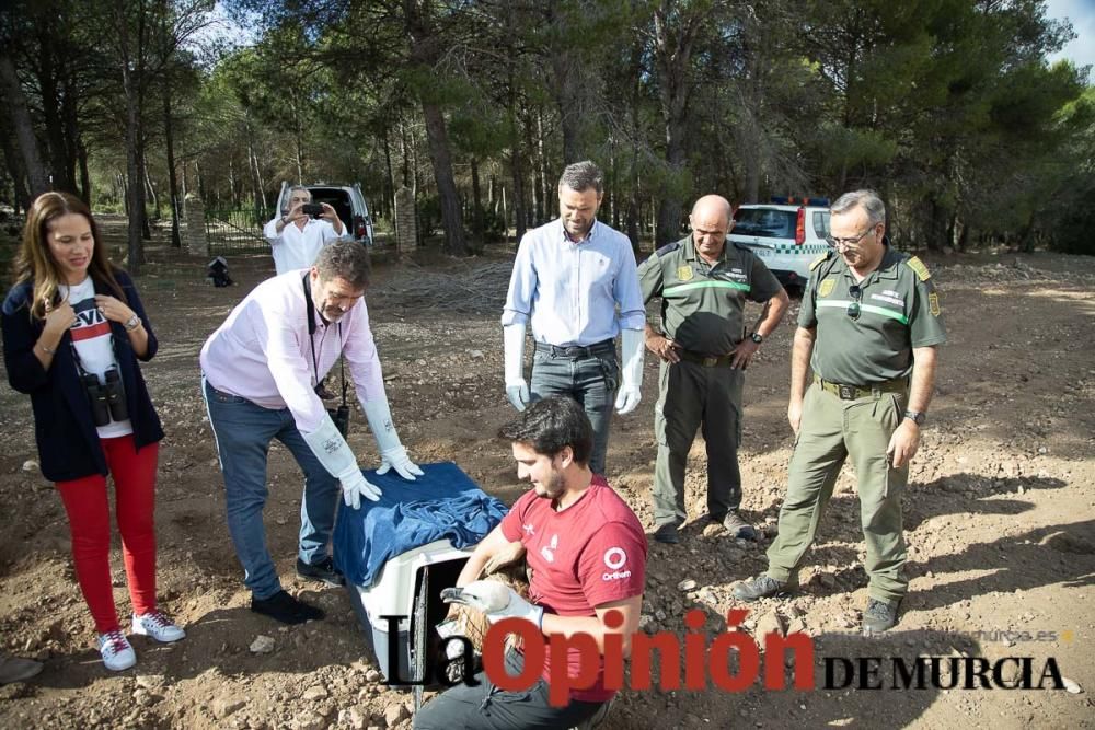 Liberan un Buitre Leonado en la Sierra de Mojantes