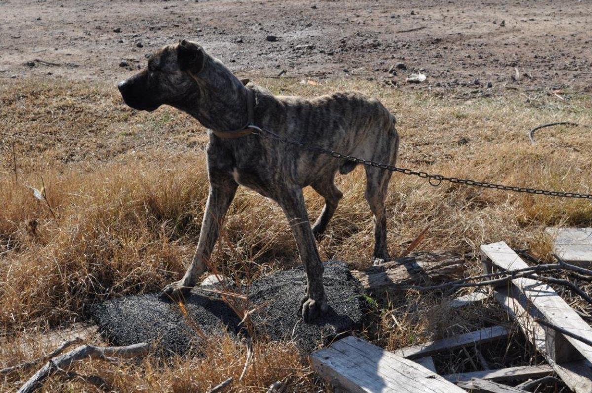 Perro abandonado en una parcela de Castelló.