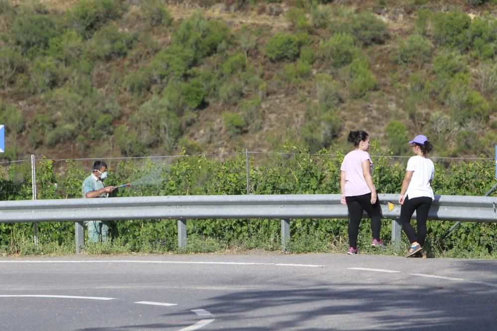 La Ribeira Sacra intenta salvar las cepas