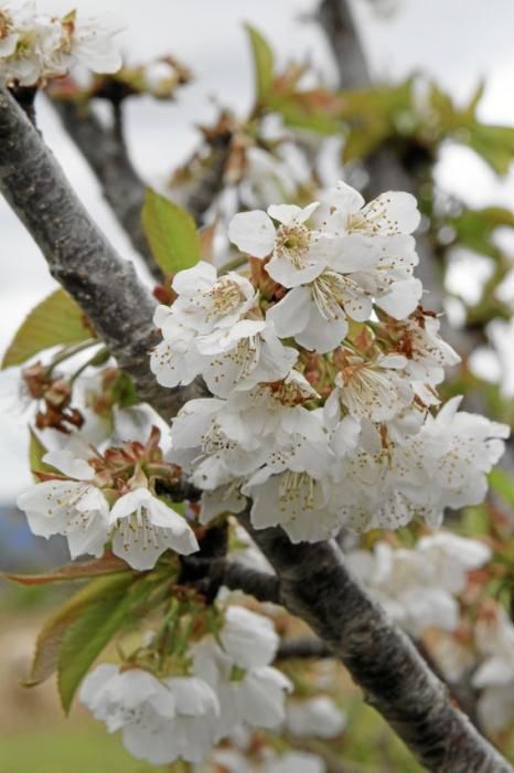 In ihrem Garten bei Sencelles züchtet Heide Göbel wilde Kräuter, Gemüse sowie Zierpflanzen mit Blüten, die nicht nur essbar sind, sondern richtig gut schmecken.