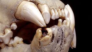 Una dieta rica en humanos: lo que ha revelado la dentadura de los leones del pasado.