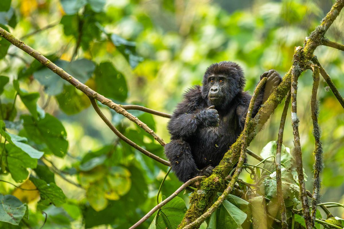 El Parque Nacional de la Selva Impenetrable de Bwindi, en Uganda, es uno de los lugares más importantes del mundo para la conservación del gorila de montaña, albergando aproximadamente la mitad de la población mundial de esta especie en peligro de extinción.