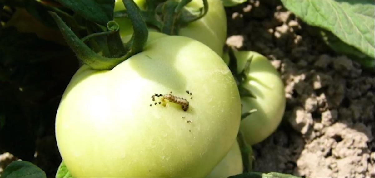 Existe la forma sostenible y rentable de acabar con las plagas de los cultivos, gracias a la materia activa Azadiractin 