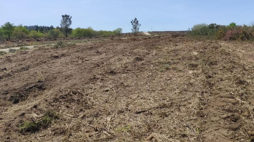 Achacan los daños en la mámoa lalinense de A Cima da Arcela a una plantación de árboles