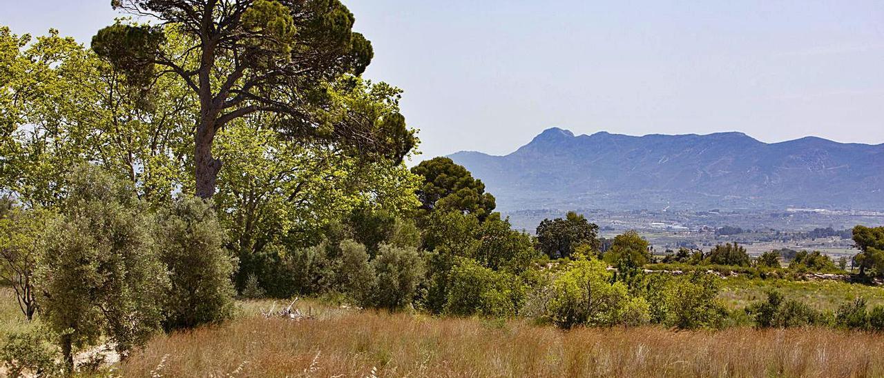 El paraje del Pi de Cairent, donde se proyecta la planta, en una imagen de la semana pasada. | PERALES IBORRA