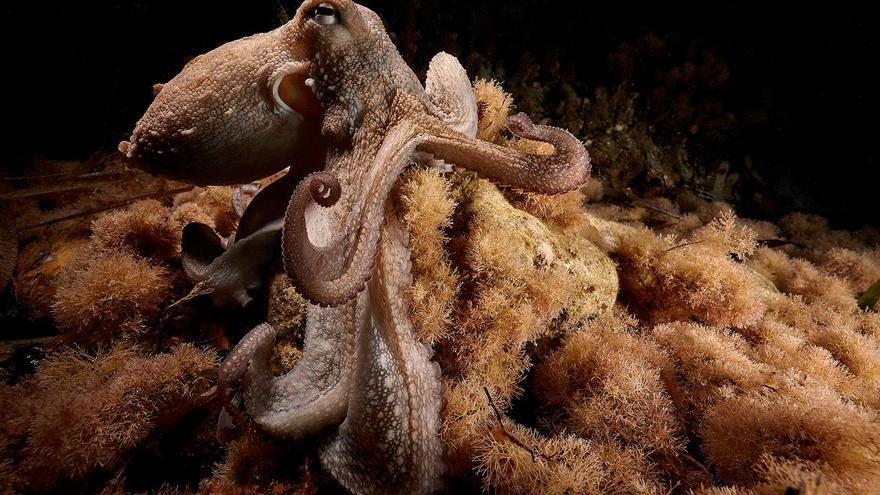 Documentan el primer pulpo con nueve brazos