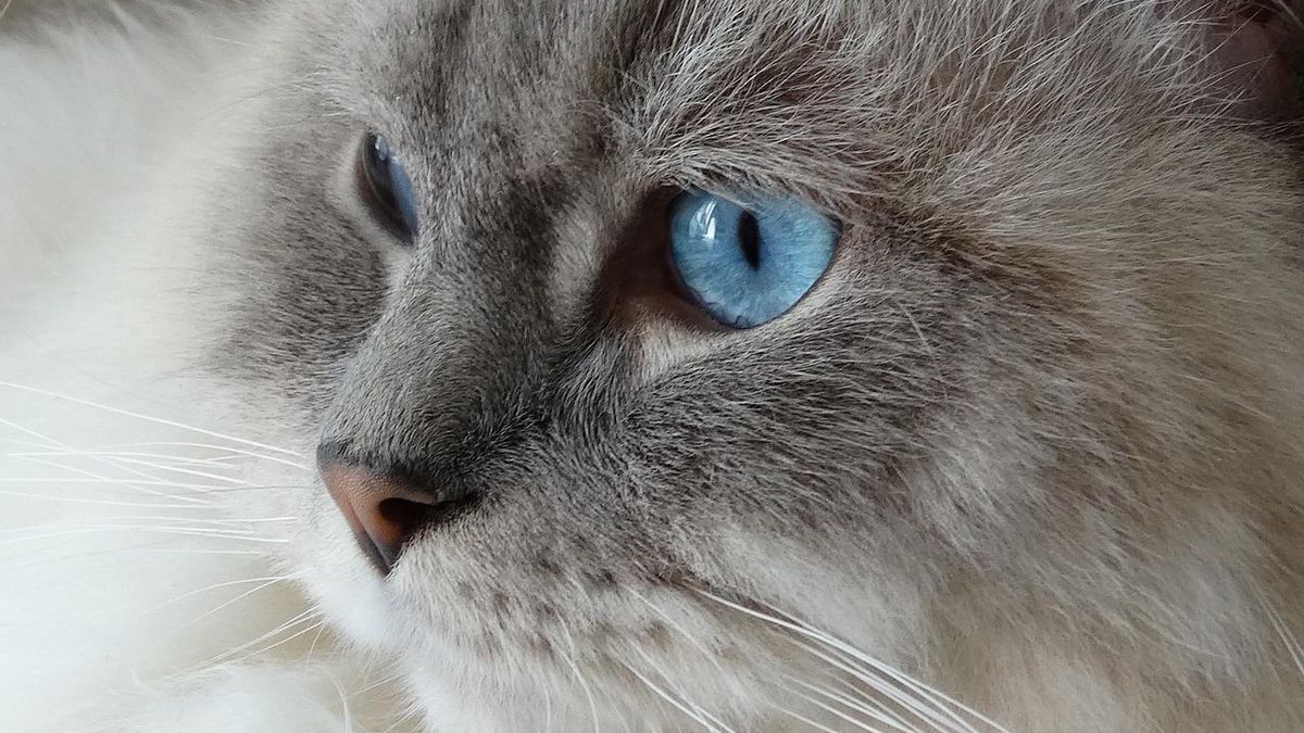 La veterinaria Pilar Guerrero revela qué hacer cuando el gato está jugando solo: "No intervengas"