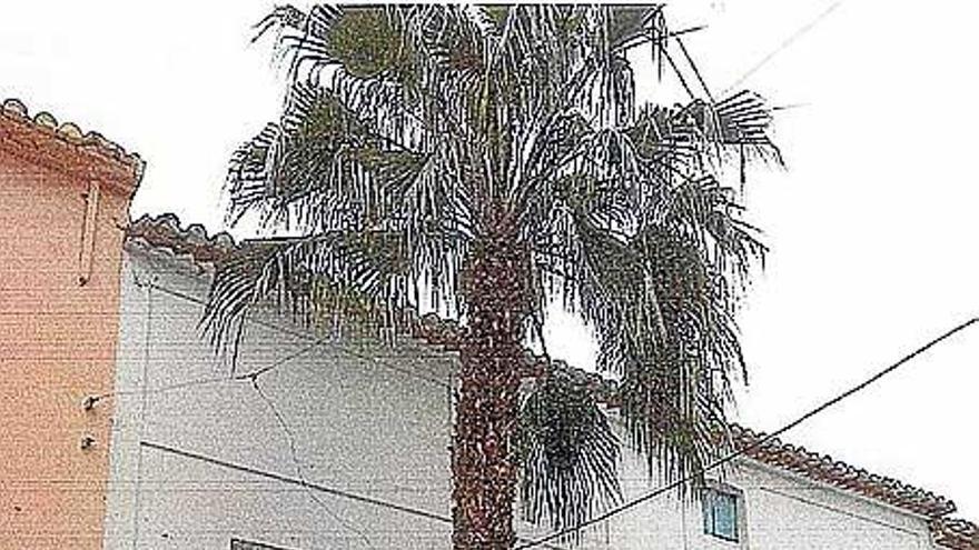 El PP achaca la tala de las palmeras a que impactaban contra las fachadas