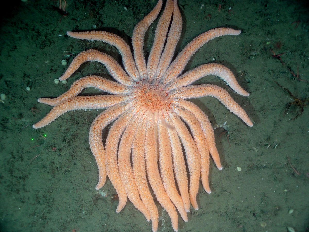 Estrella de mar girasol naranja.
