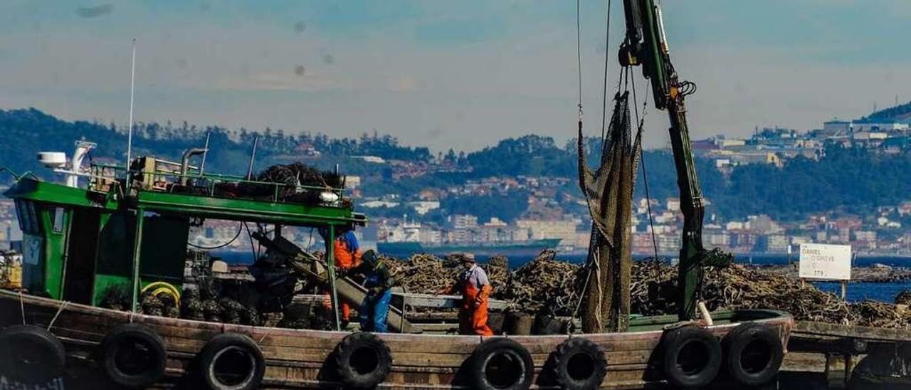 El laboreo en las bateas de la ría de Arousa. // Iñaki Abella