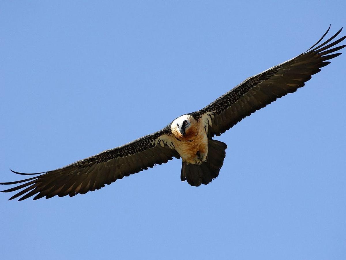 Un quebrantahuesos en pleno vuelo