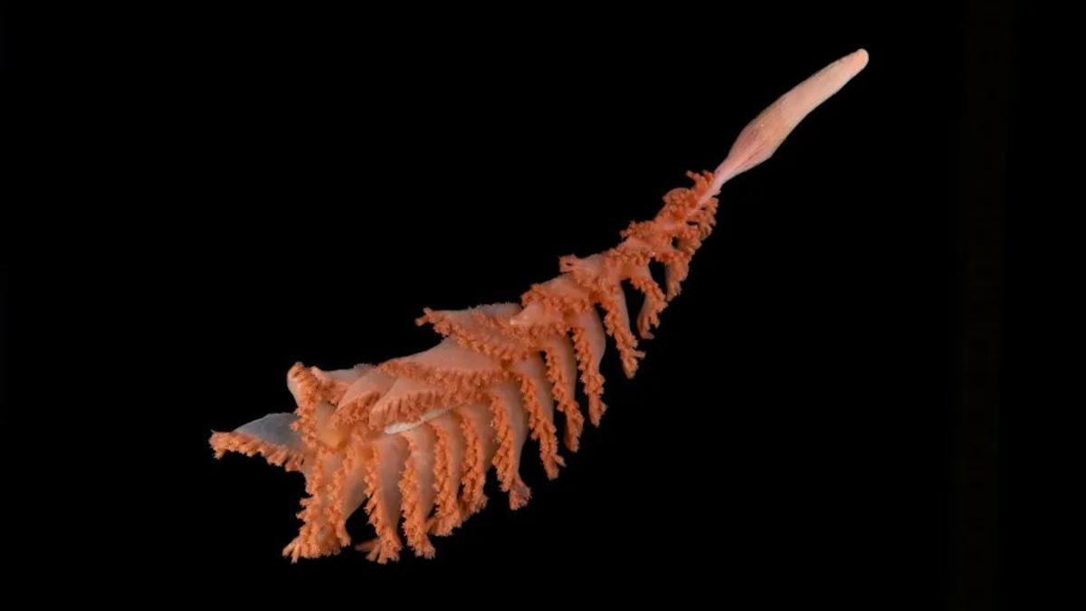 Pluma de mar de Mystery Ridge