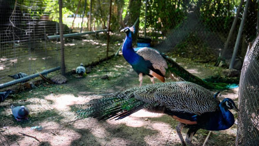 Crece la familia real del parque de Castelar en Badajoz