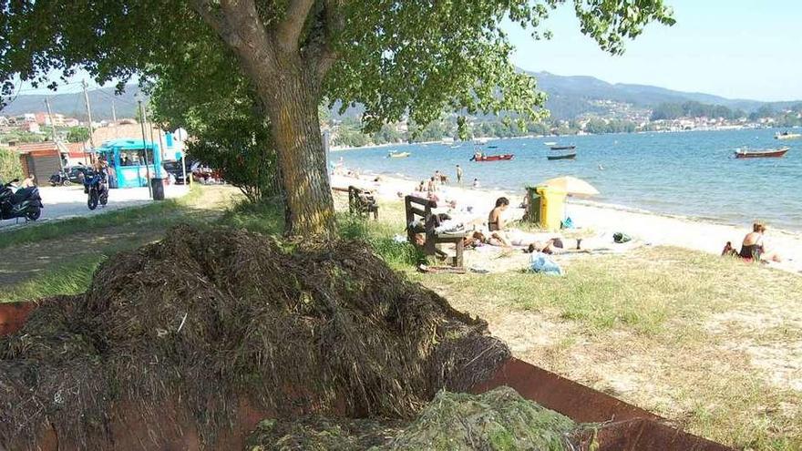 Los contenedores de algas de la playa de Cesantes, situados en primera línea. // FdV