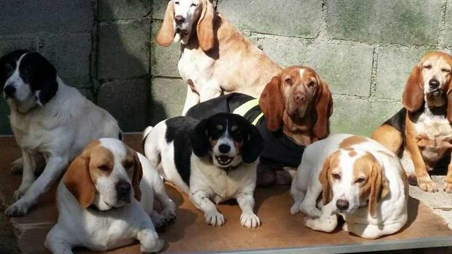 Imagen de varios perros en el refugio de Apadan en Culleredo.