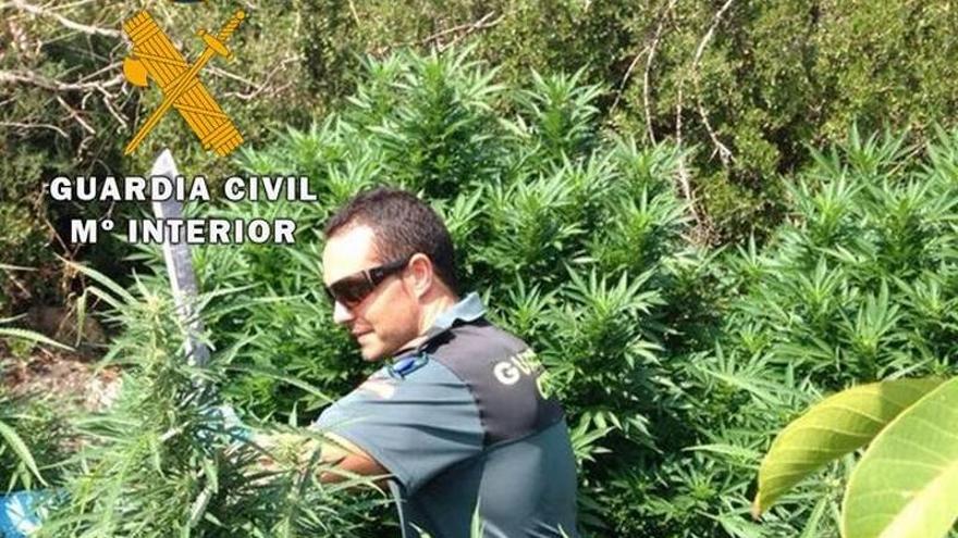 Dos detenidos en Caspe por cultivar 50 plantas de marihuana