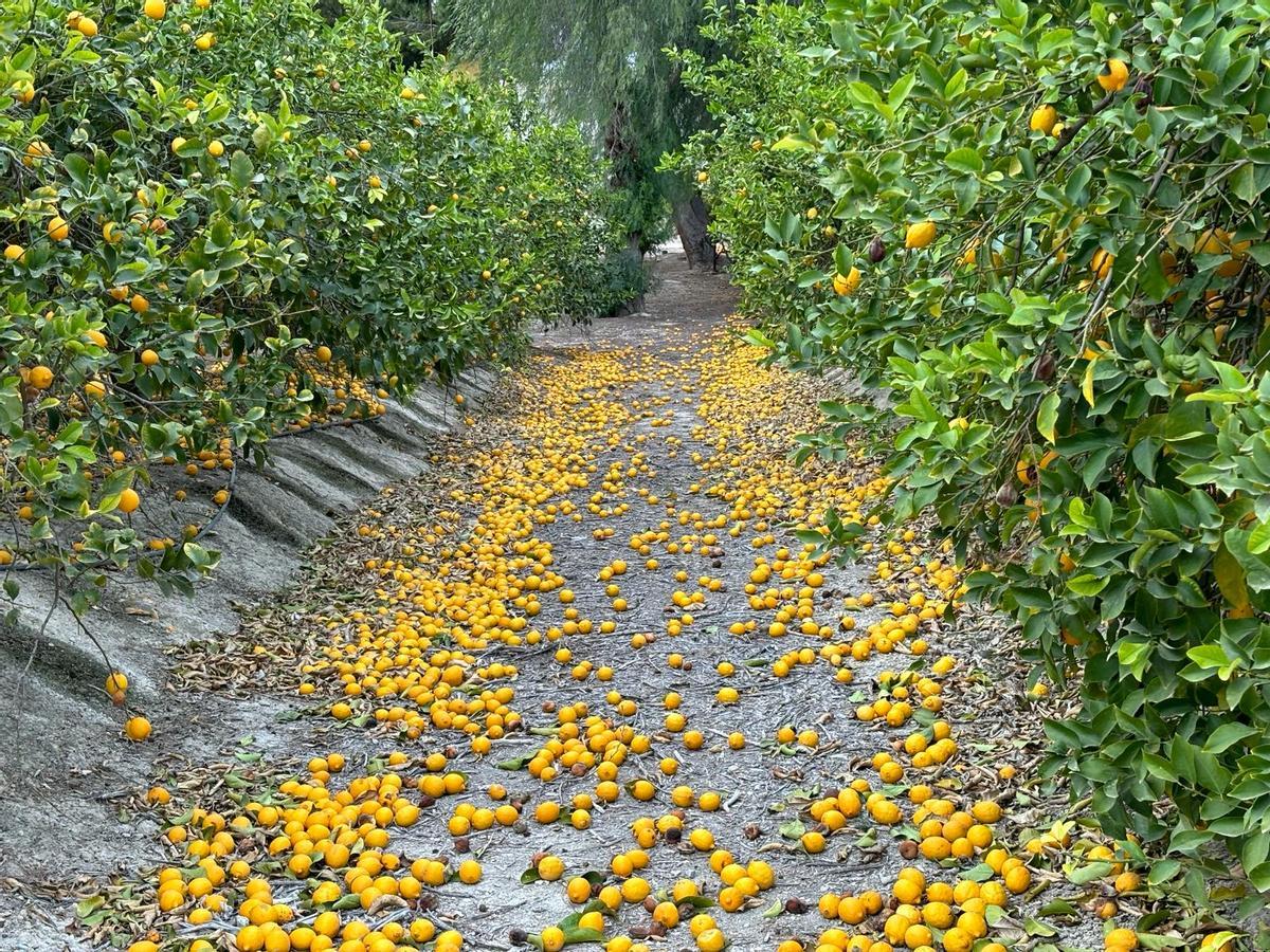 Una finca de la provincia en la situación que la mayoría, con cientos de kilos de fruta por el suelo.