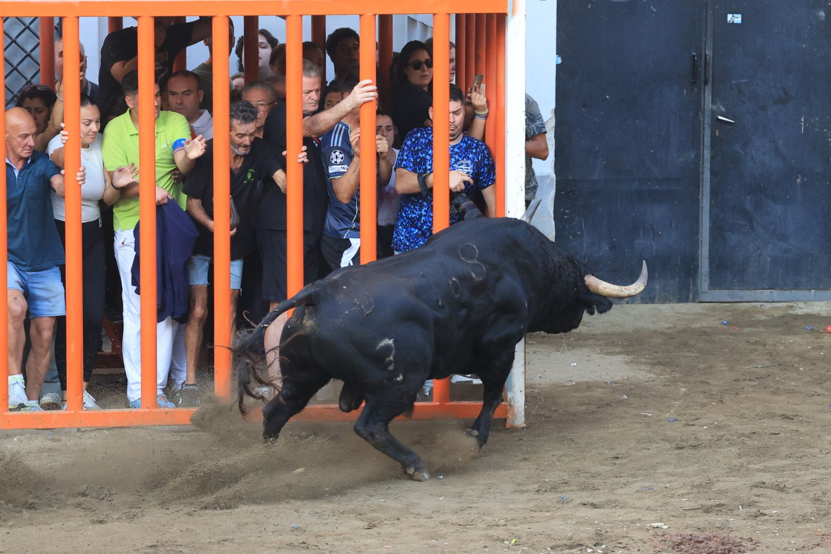 Las imágenes del primer encierro y de las exhibiciones taurinas de las fiestas de Almassora