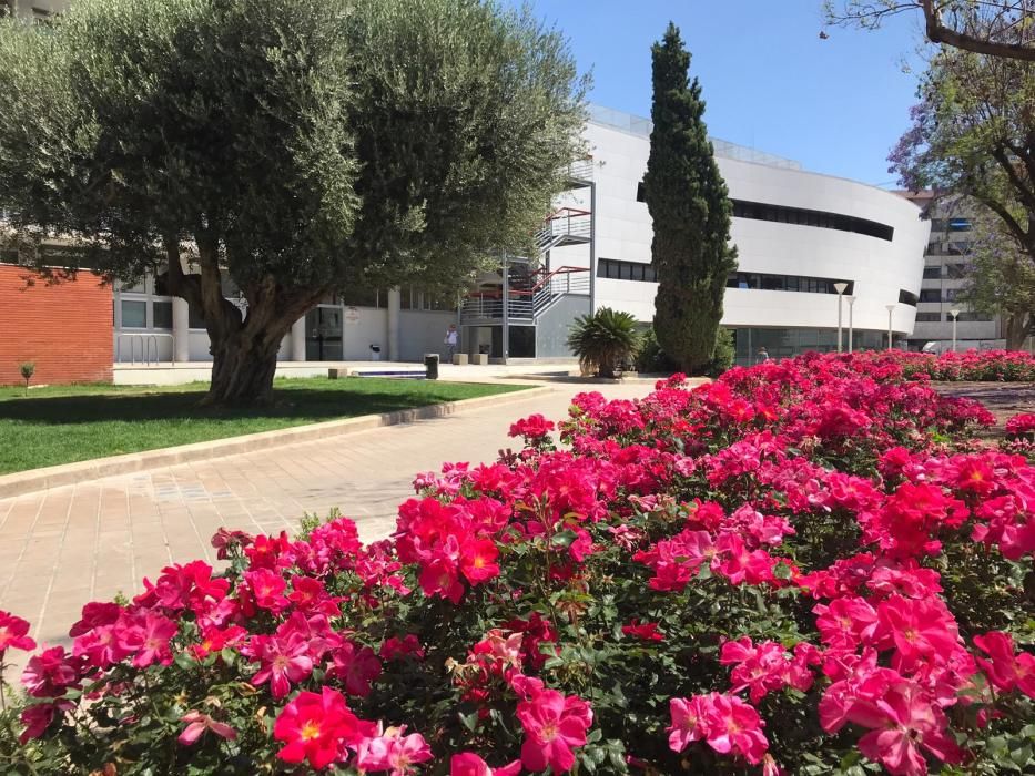 Rosaleda de Alaquàs, frente al Centre l'Olivar, con la variedad "Castell d'Alaquàs".