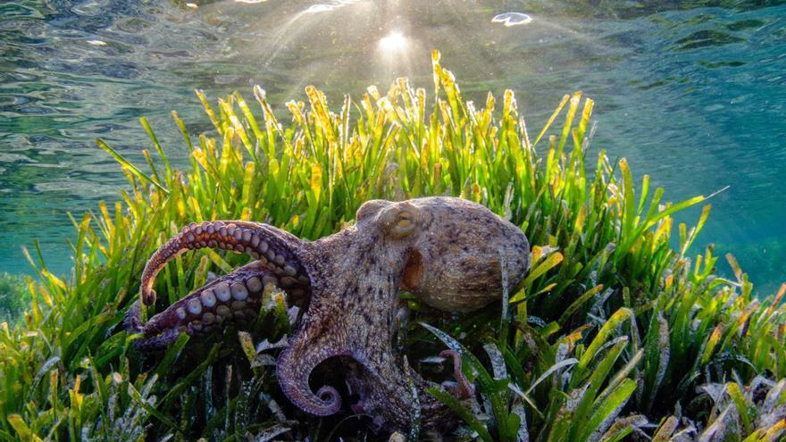 Rund um Mallorca darf diesen Sommer kein Oktopus gefangen werden