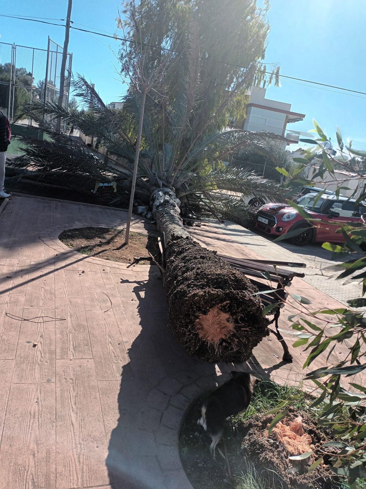 Una palmera se desploma en un parque infantil de Alcúdia sin causar víctimas