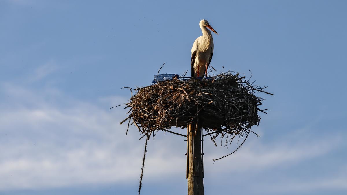 Imagen de un nido de cigüeña.