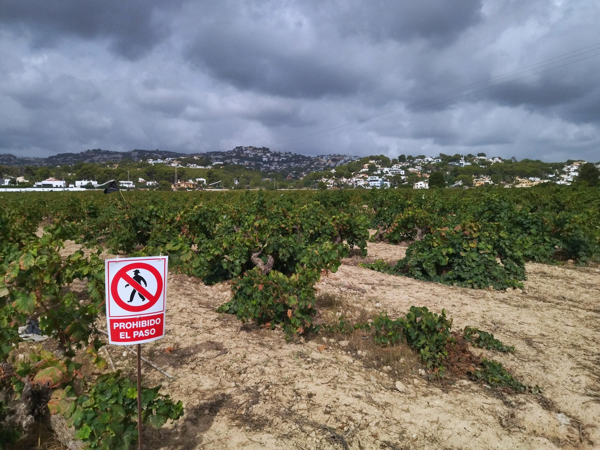 Resistencia y abandono en el paisaje protegido de viñedos de Teulada Moraira