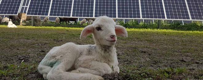 Pastoreo solar en planta folovotaica de ENGIE