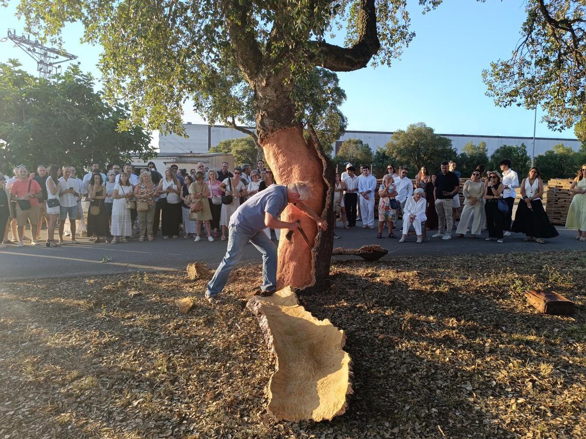 Eloi Madrià pelant el suro centenari.