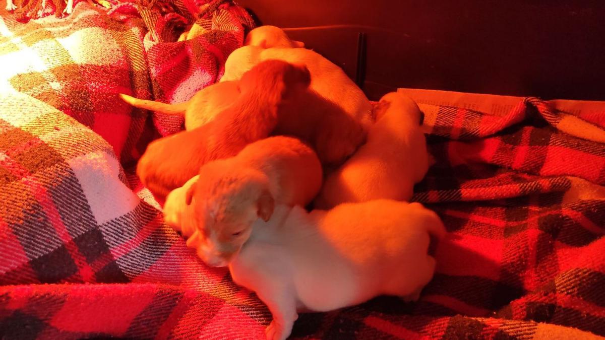 Los cachorros rescatados en Lalín y Pontecesures se recuperan en las instalaciones de Armenteira.