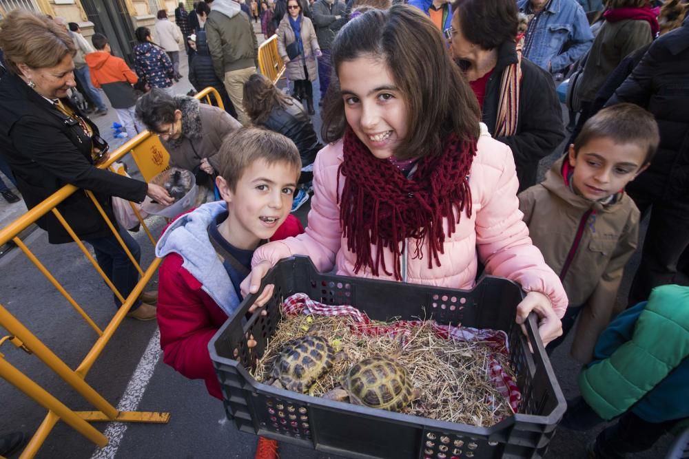 Bendición de animales por Sant Antoni del Porquet