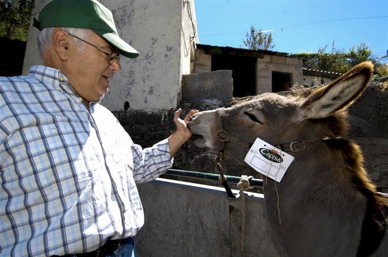 XX Feria Equina de La Culata de Tejeda