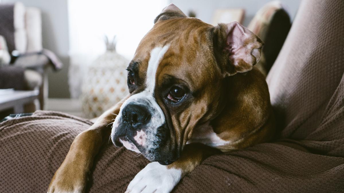 ¿Tienes hijos y quieres tener perro? Estas son las diez mejores razas para las familias.