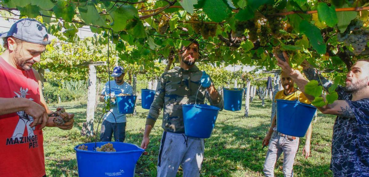 Rías Baixas puede situarse este finde a las puertas de los 20 millones de kilos de uva