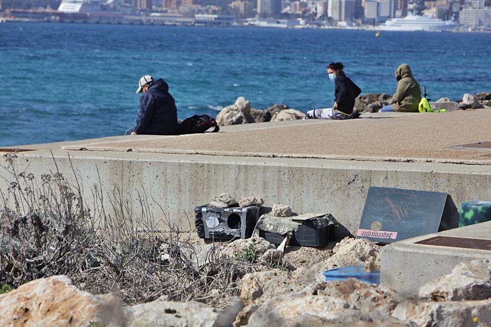 Die Katzen an Palmas Stadtstrand fristen ein trauriges Dasein.