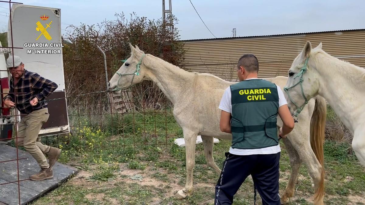 Operación de la Guardia Civil contra el maltrato animal en Málaga