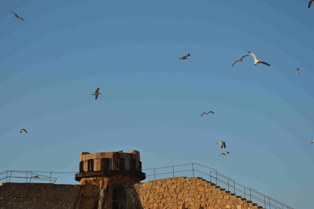 La salinera de Torrevieja acoge una de las colonias más importantes del mundo de esta ave amenzada