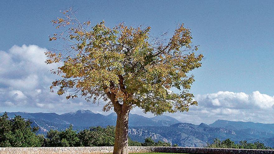 Der Zürgelbaum auf der Terrasse der Ermita Maristel·la bei Esporles hat Platz und viel Licht.