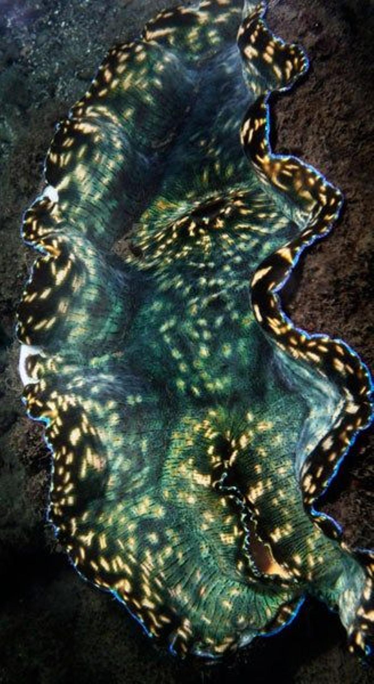 Almeja gigante de colores iridiscentes en el fondo del océano de Palaos.