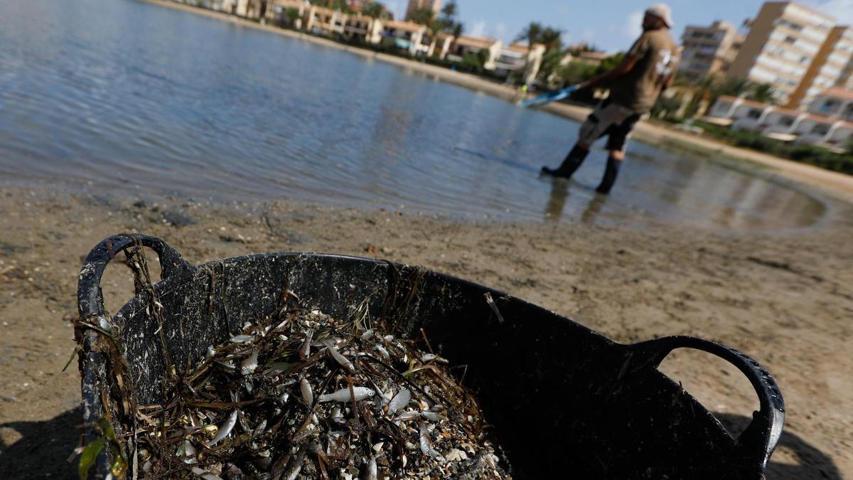 Peces muertos en el Mar Menor.