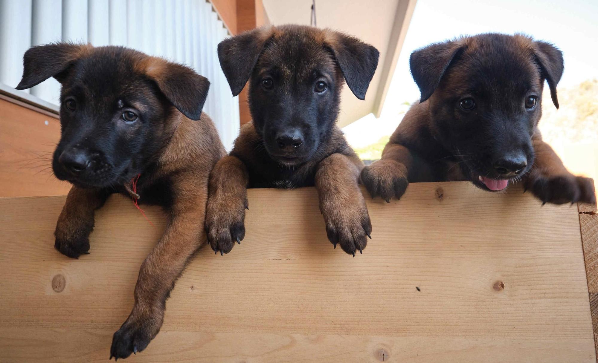 Estos son los nuevos cachorros de la Unidad Canina de la Policía Local de Santa Cruz