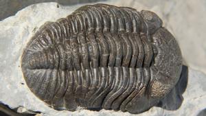 Los trilobites