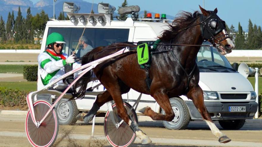 El ´invencible´ campeón francés Quarass Rose, guiado por Toni Tur, en los metros finales de su victoria de ayer en Son Pardo.