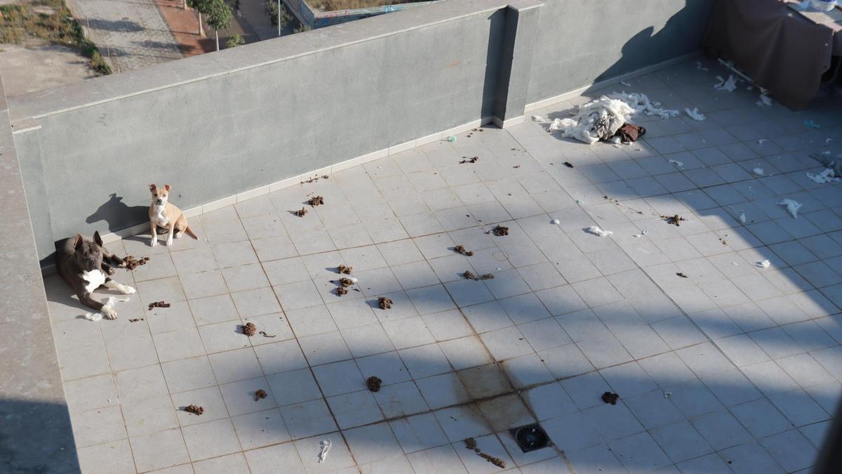 Imagen de una de las terrazas de un piso okupado con perros y excrementos, ayer.
