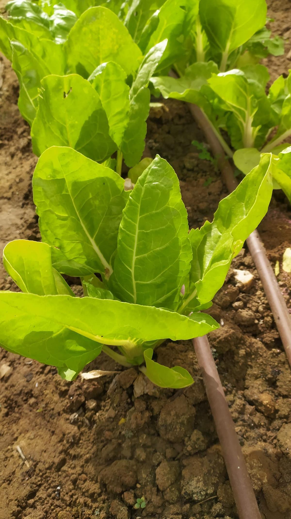 Fotogalería | Estas son las primeras frutas y verduras que recogen los adjudicatarios de Llera