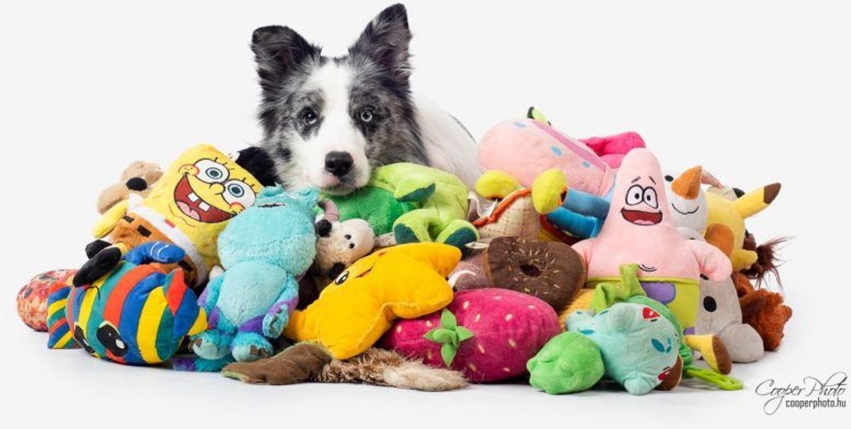 Los perros imaginan las diferentes características sensoriales del objeto. Los perros imaginan las diferentes características sensoriales del objeto.