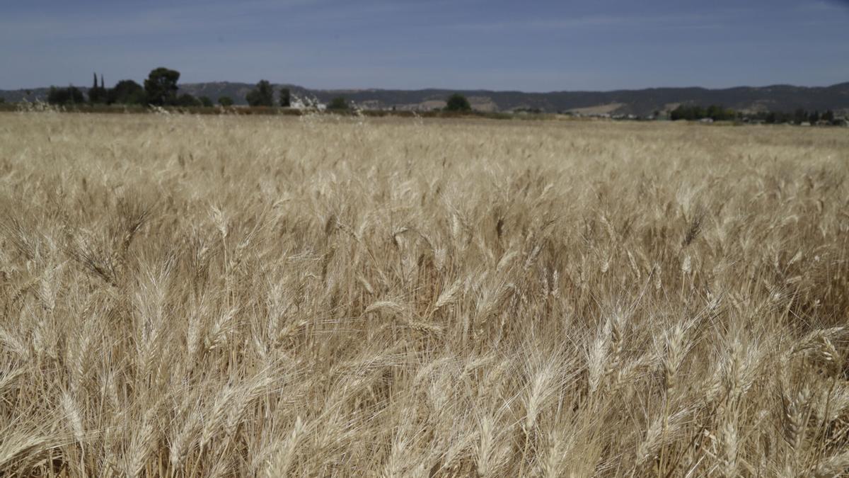 Trigo listo para segar en la provincia de Córdoba.