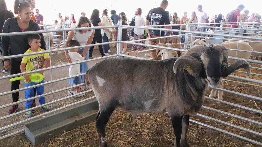 Uga celebra la decimoquinta edición de su Muestra de Ganado del 12 al 14 de abril