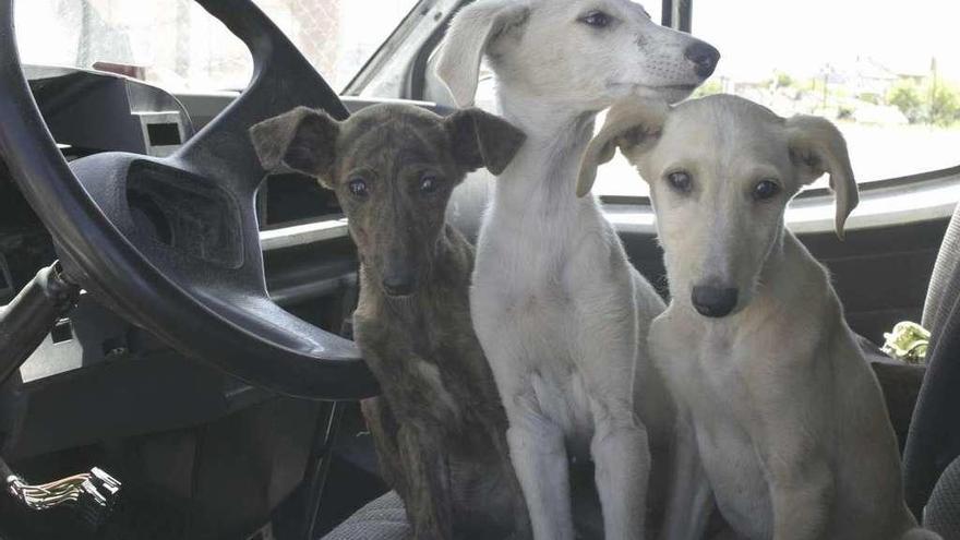 Varios galgos abandonados y rescatados por DAZ.