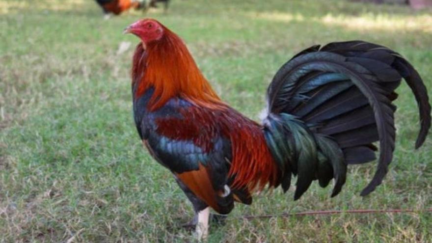 Un gallo de peleas mata a su dueño con una cuchilla